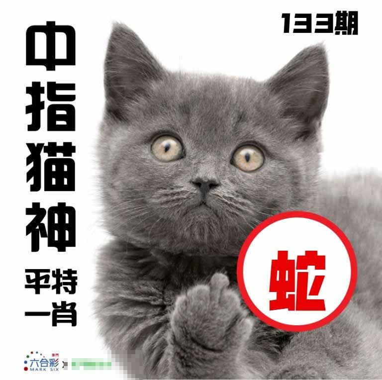 133期中指猫神[图]